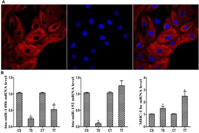 IFN-τ Mediated Control of Bovine Major Histocompatibility Complex Class I Expression and Function via the Regulation of bta-miR-148b/152 in Bovine Endometrial Epithelial Cells